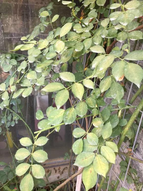 自制杀虫水多久浇一次,月季生虫自制杀虫水