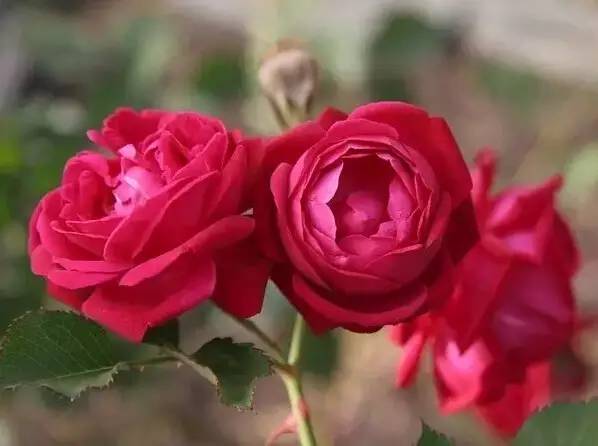 最全的植物辨识方法，辨认植物就靠它