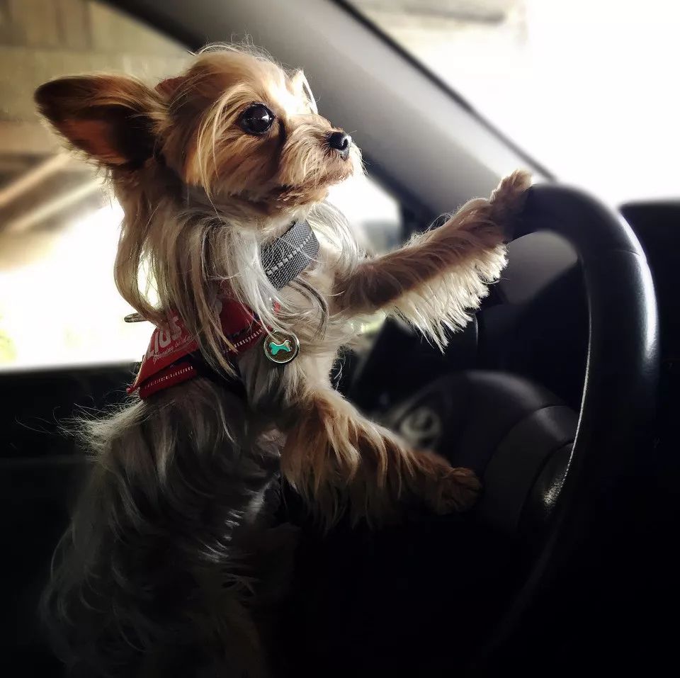 怎么才算纯种泰迪狗呢图片,纯种狗和非纯种狗的区别哪个好