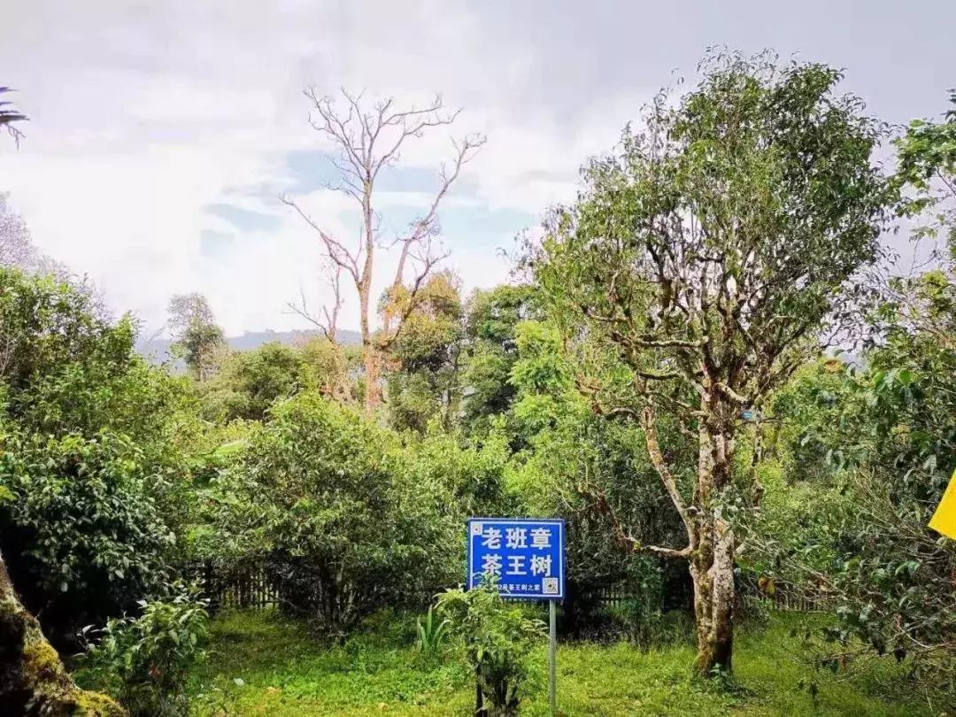 鍏ぇ鑼跺北绉戞櫘,浜戝崡鍏ぇ鑼跺北浠嬬粛