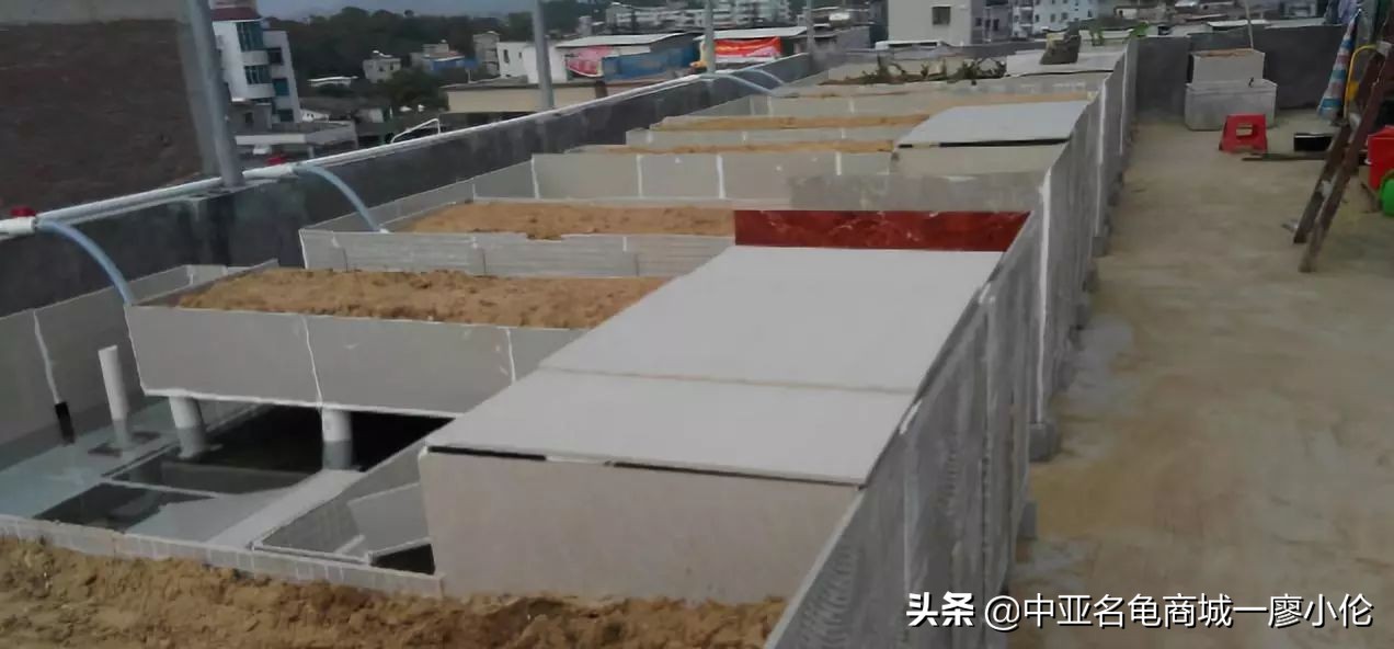 乌龟蛋孵化前需要注意什么,乌龟蛋孵化后期注意事项