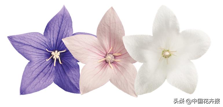 又到了吃桔梗、赏桔梗的好时节，你准备好了吗？