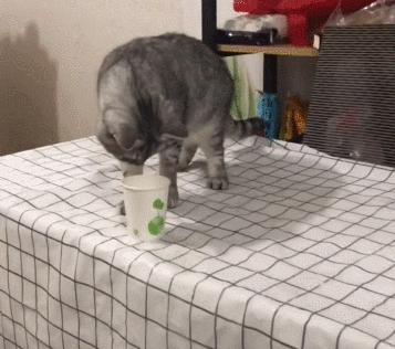 猫咪没坏心眼视频,猫咪没有坏心思在线阅读