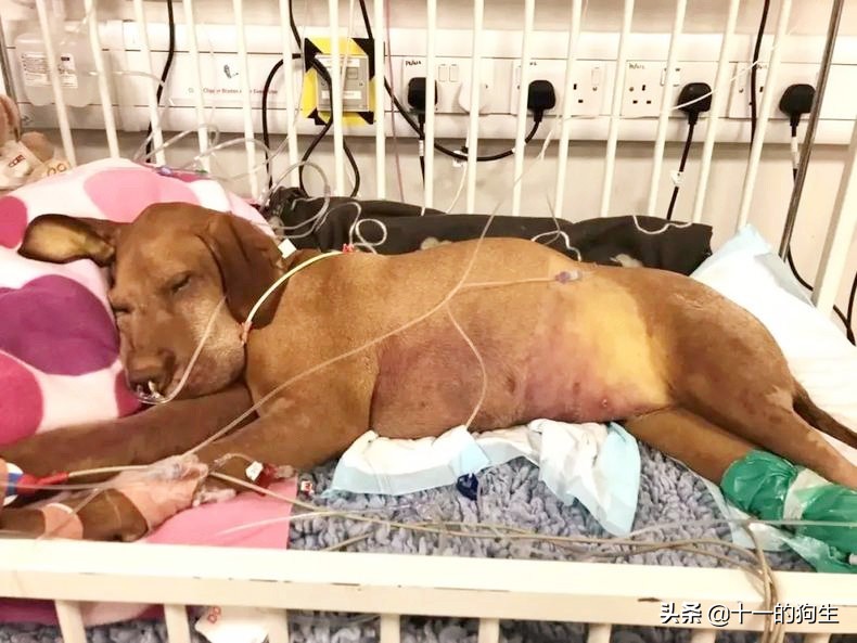 狗狗误食了巧克力会有什么症状,狗狗不小心误食了德芙巧克力