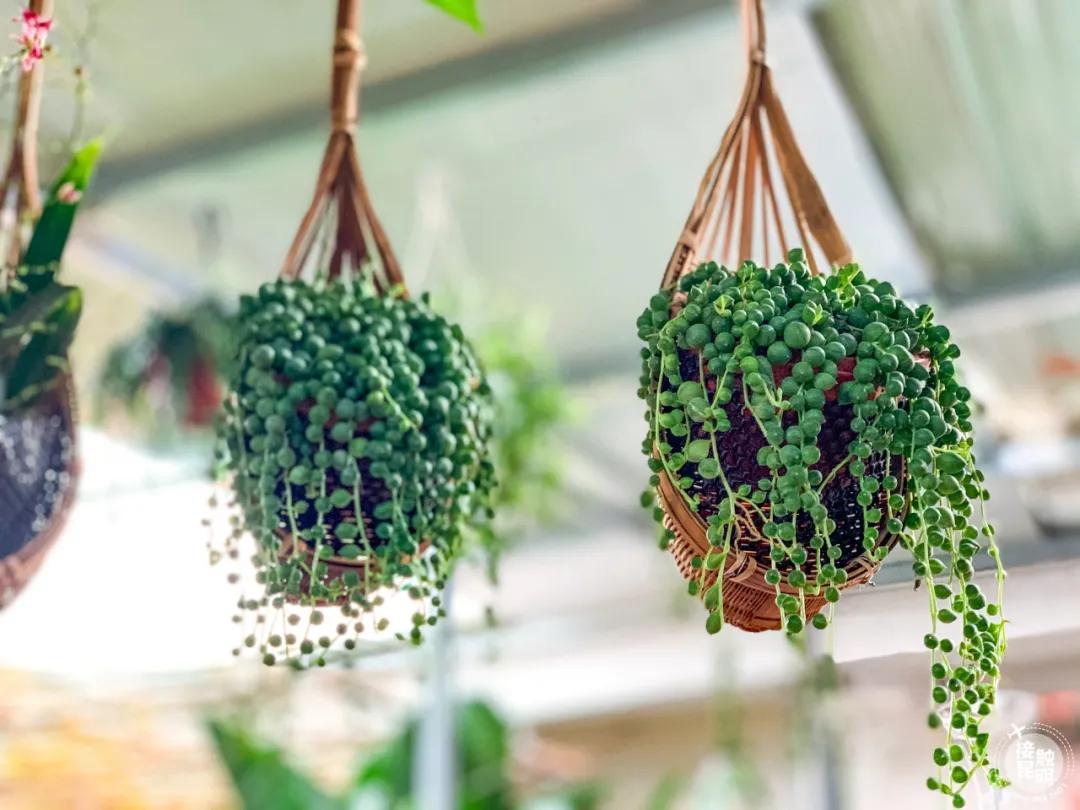 昆明鲜花进货渠道,昆明尚义花市