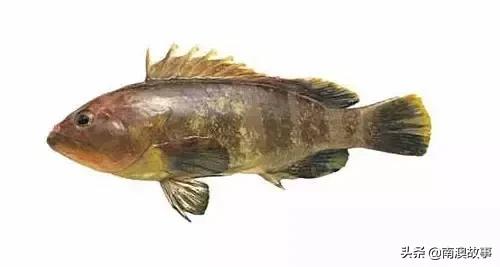 潮汕热销海鲜品种,潮汕常见的海鲜大全