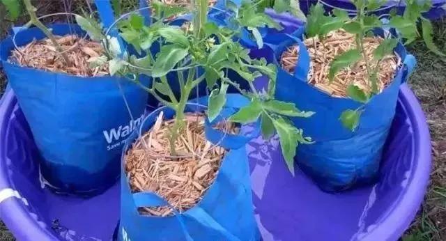 春天养花用见干见湿还是干透浇透,养花的土什么情况叫见干见湿