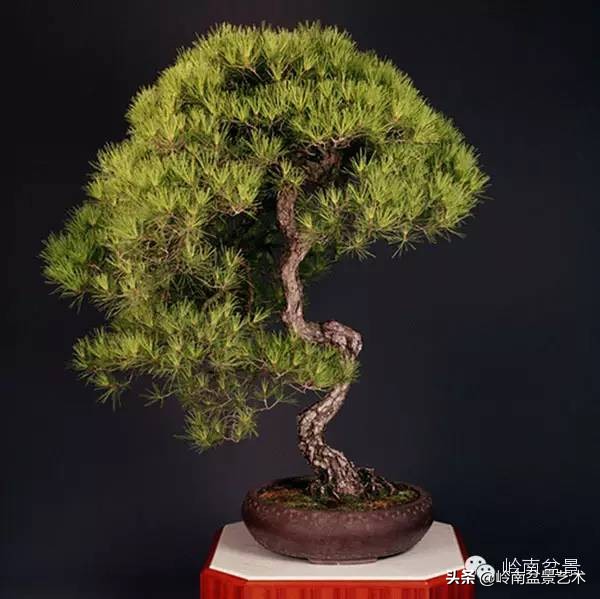 庭院树石盆景 (日式石头盆景布局)