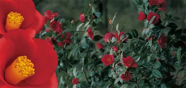 山茶花油真有那么好的护肤效果吗,山茶花护肤