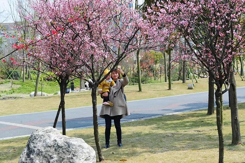 2020年4月成都双流赏花地点,双流踏青赏花地