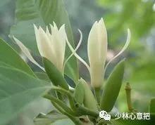 动物中药功效大全,中药药材大全及功效