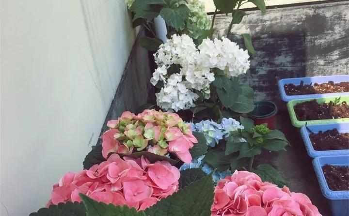 刚到家的花很好没多久就黄叶,买回来的花很快就蔫的原因