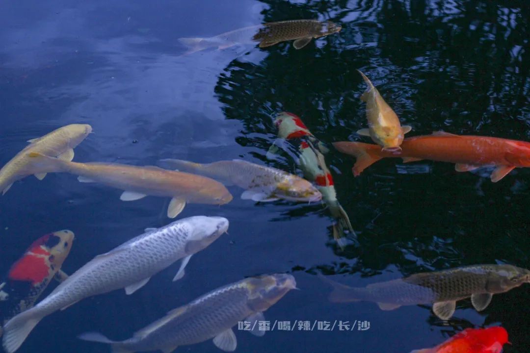 长沙性价比最高的10家餐厅,高逼格餐厅长沙