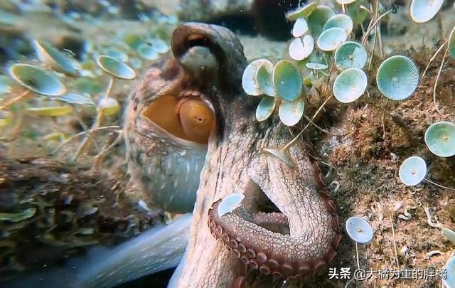 潜水员拍到章鱼视频,潜水员与巨型八爪鱼