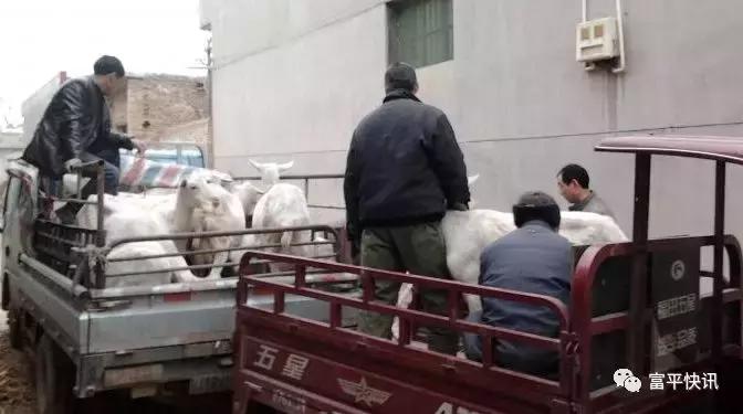 千亿奶山羊产业发展政策,中国奶山羊协会认定世界羊乳之都