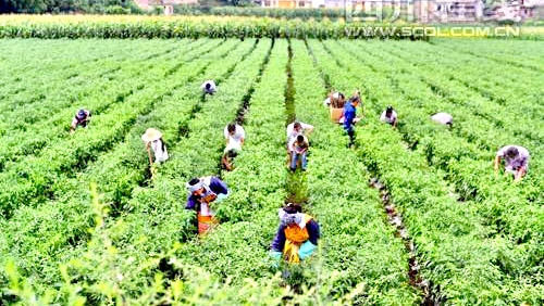 种植致富路有哪些项目,种植新模式及利润分析