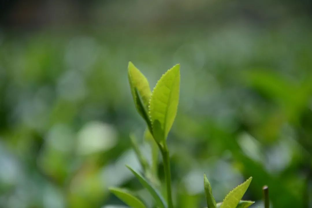 喝茶多了睡不着有什么办法补救,下午喝茶晚上睡不着的解决方法