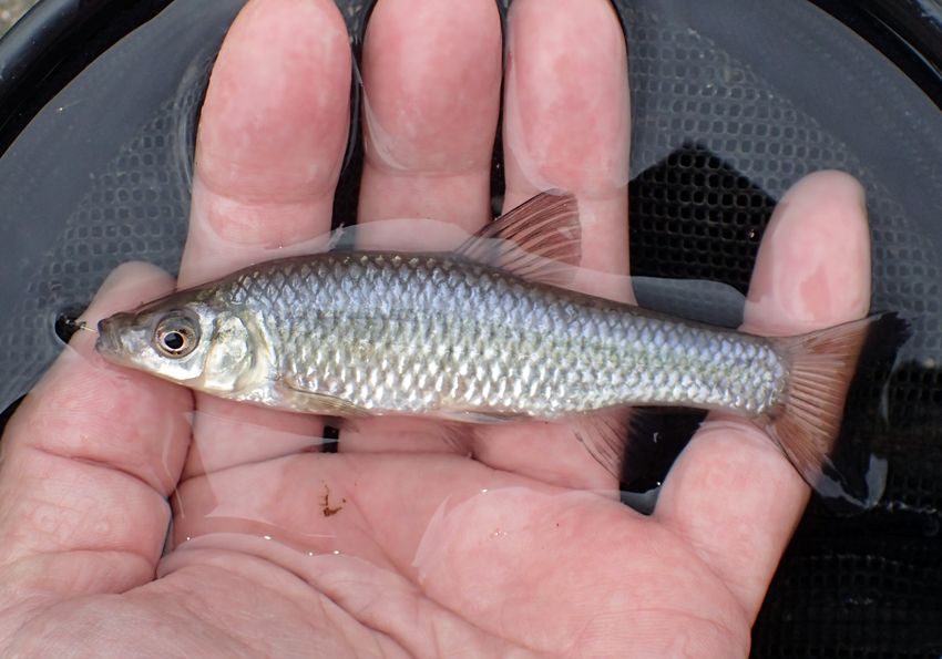 野塘鱼从哪里来的,野坑里的鱼怎么来的