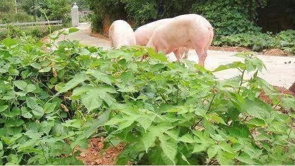 爱心助农米面粮油推销宣传,爱心助农蔬菜批发