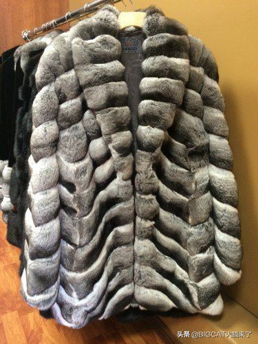 这种动物叫猫非猫，却是猫科动物喜爱的猎物，因人类捕杀濒临灭绝