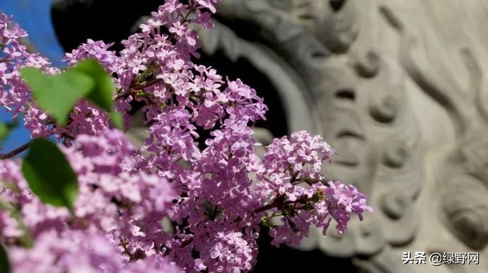 赏花好时节,赏花感言一句话