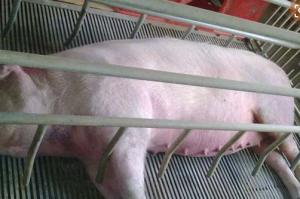 母猪输精时间难判断，看看这里就知道！每胎多产2头很正常