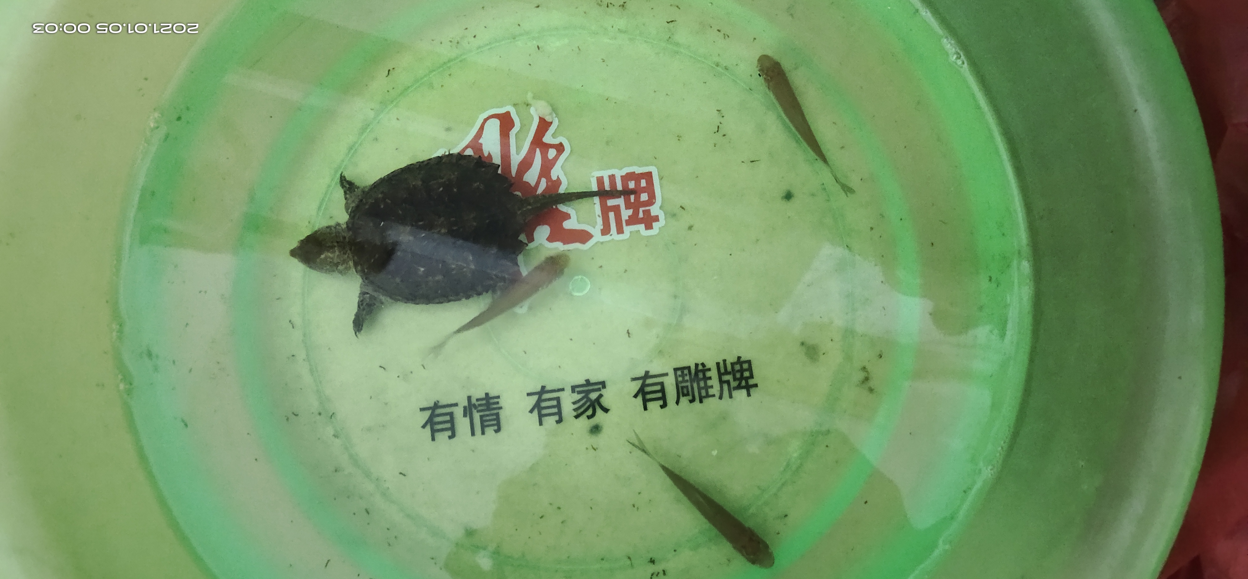 乌龟冬眠用苔藓和椰土苔藓哪个好,乌龟怎么冬眠比较好草龟