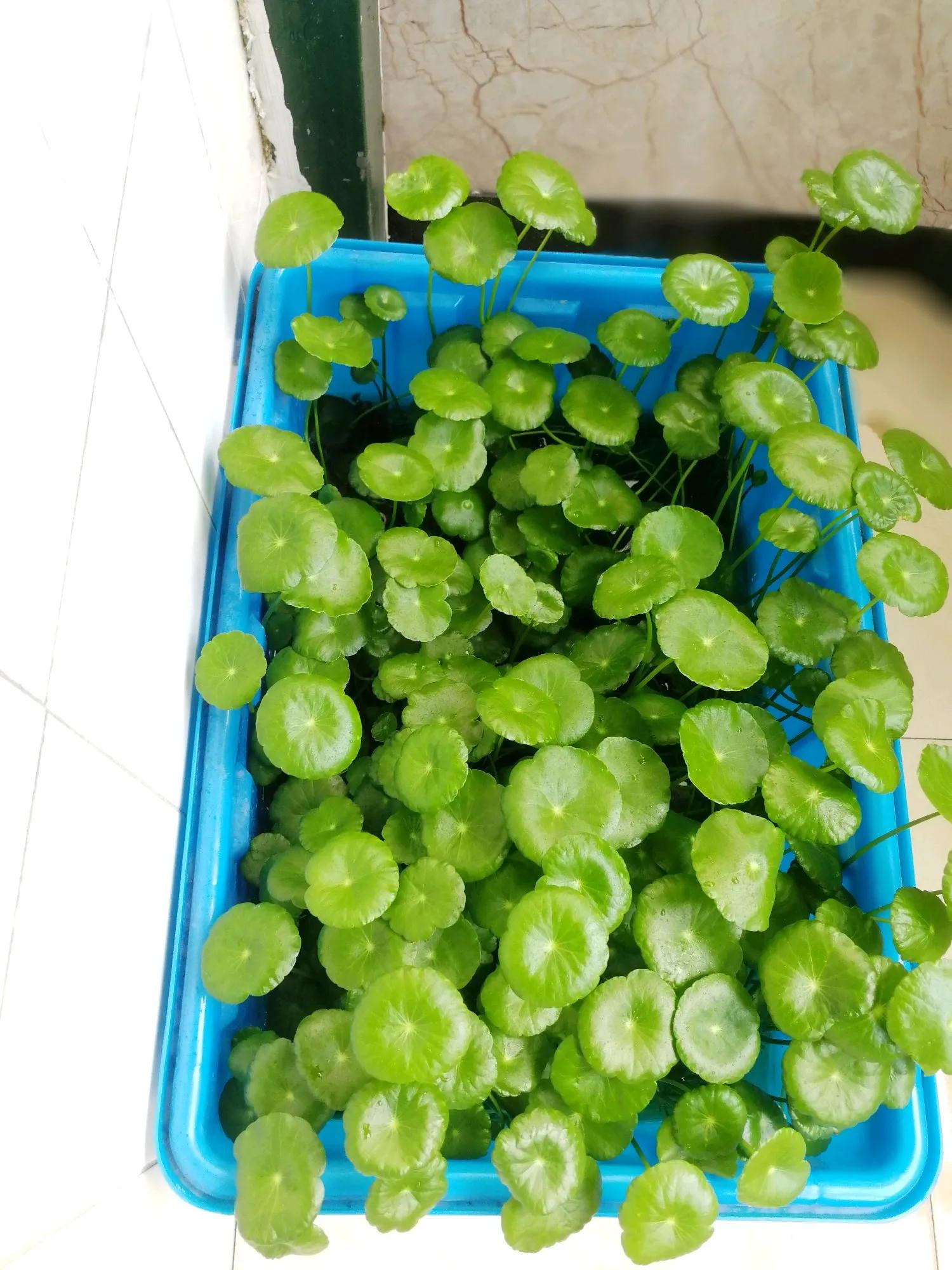 这些爱喝水的花，养护时要拼命灌水，可以枝繁叶茂