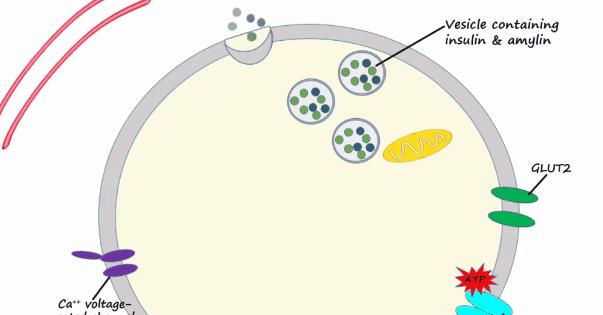 胰岛素是如何导致糖尿病的,胰岛素增多为什么会导致糖尿病