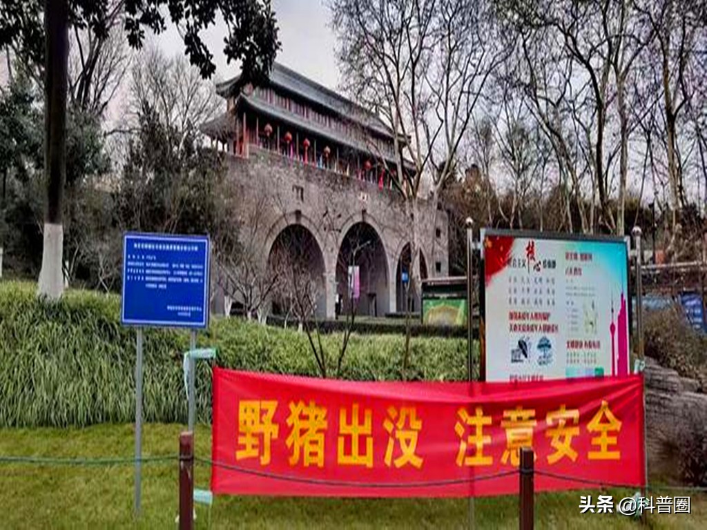 目前国内野猪泛滥的情况怎么样了,野猪泛滥成灾真的有必要保护吗