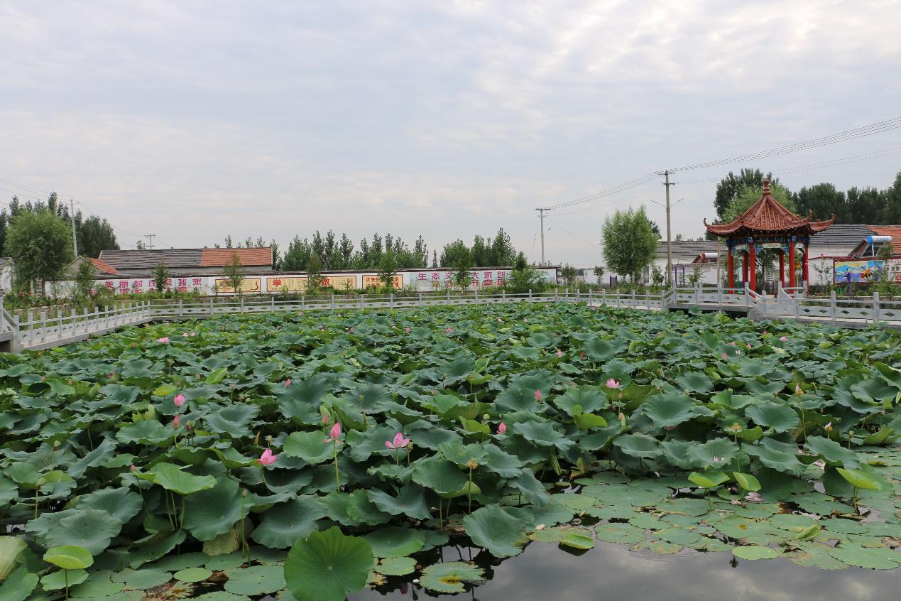 【这里是莒南｜我的小康村】系列之七大店镇许家滩井村：村强民富生活美齐心共创新农村
