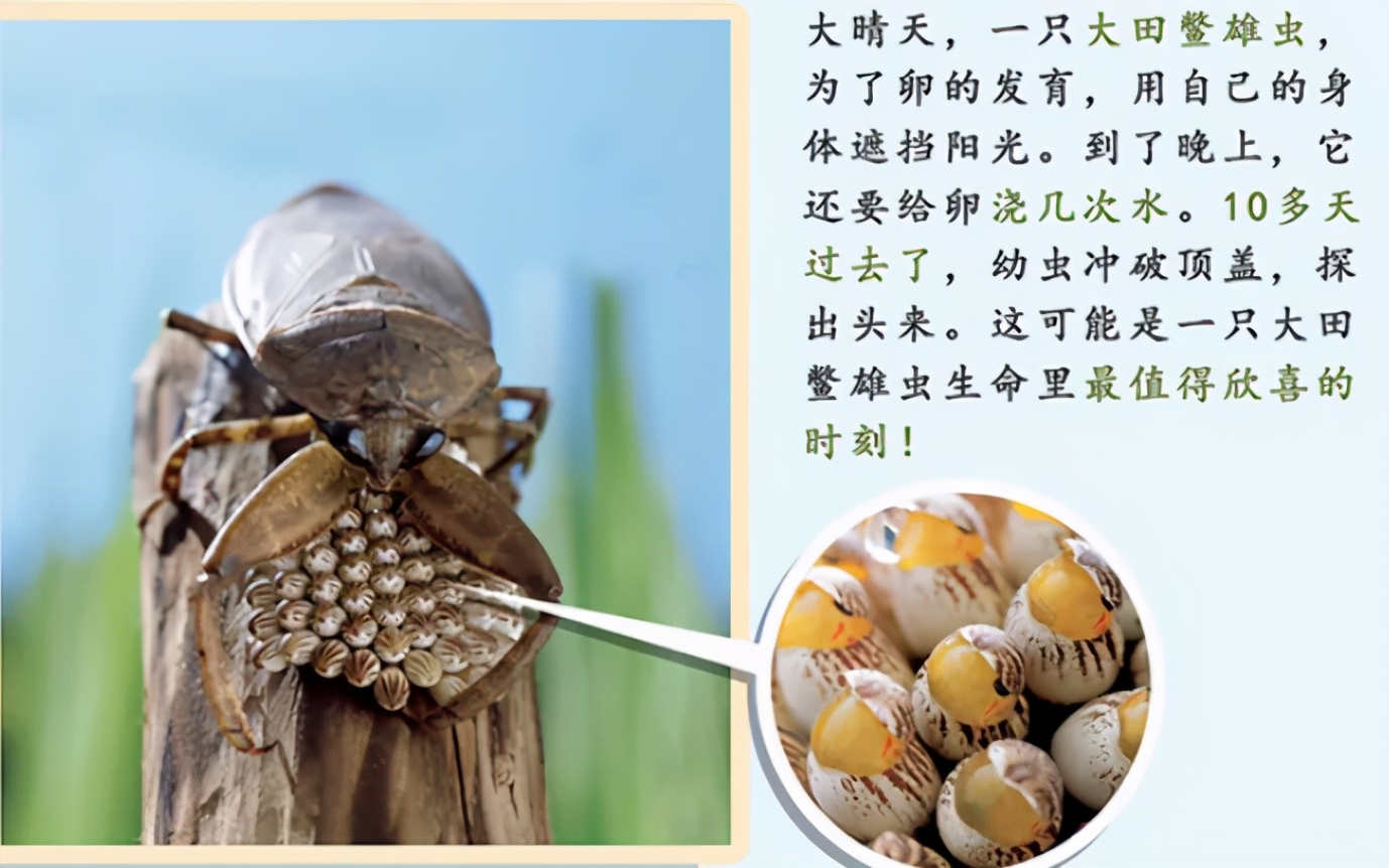 适合5-6岁孩子的绘本书单,适合6岁看的绘本书单