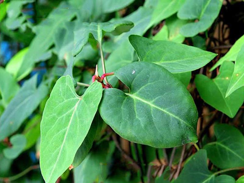 农村的野花野草哪几种可以吃,常见的野花野草却是农家之宝