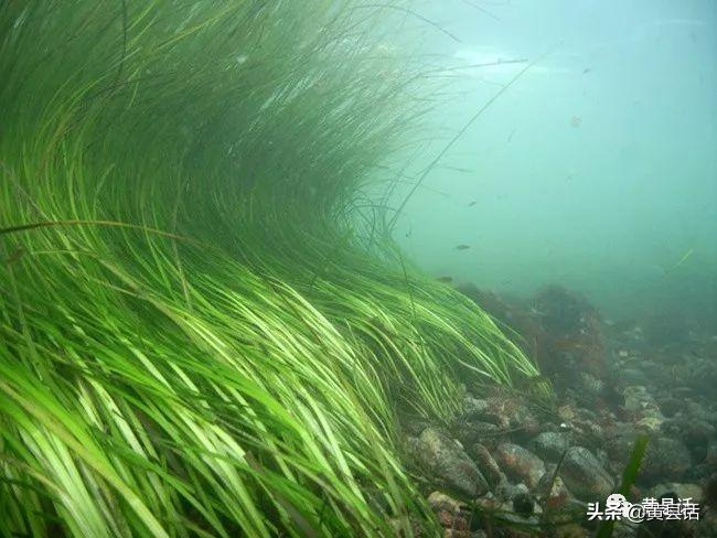 古代的海带,海带在古代是什么