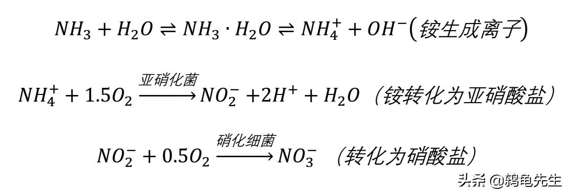 鱼缸爆藻跟硝化细菌有关系吗,鱼缸经常出绿藻要不要放硝化菌