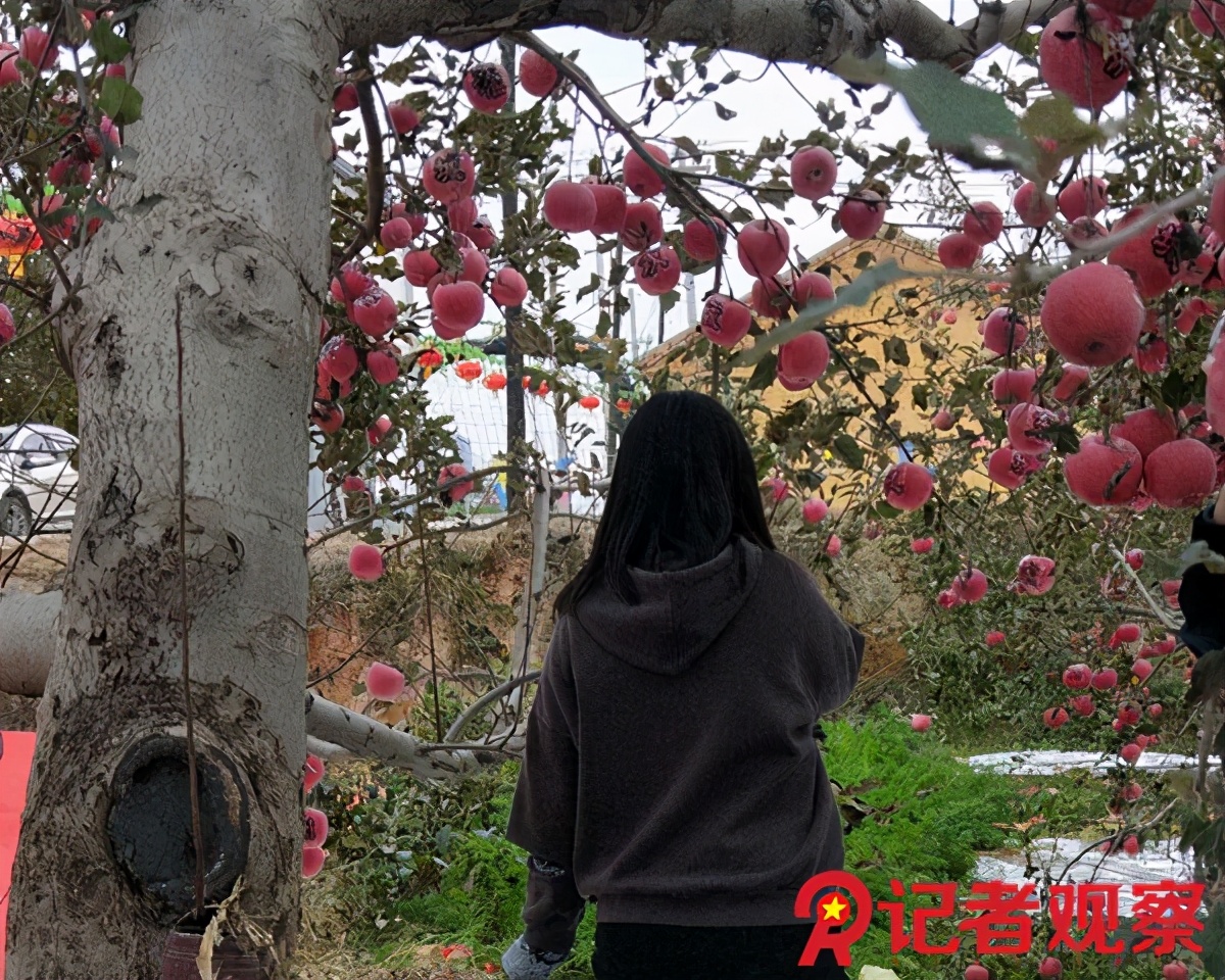 走进苹果之乡,吉县苹果小镇