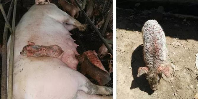 猪得葡萄球菌皮肤病,葡萄球菌引起的猪渗出性皮炎