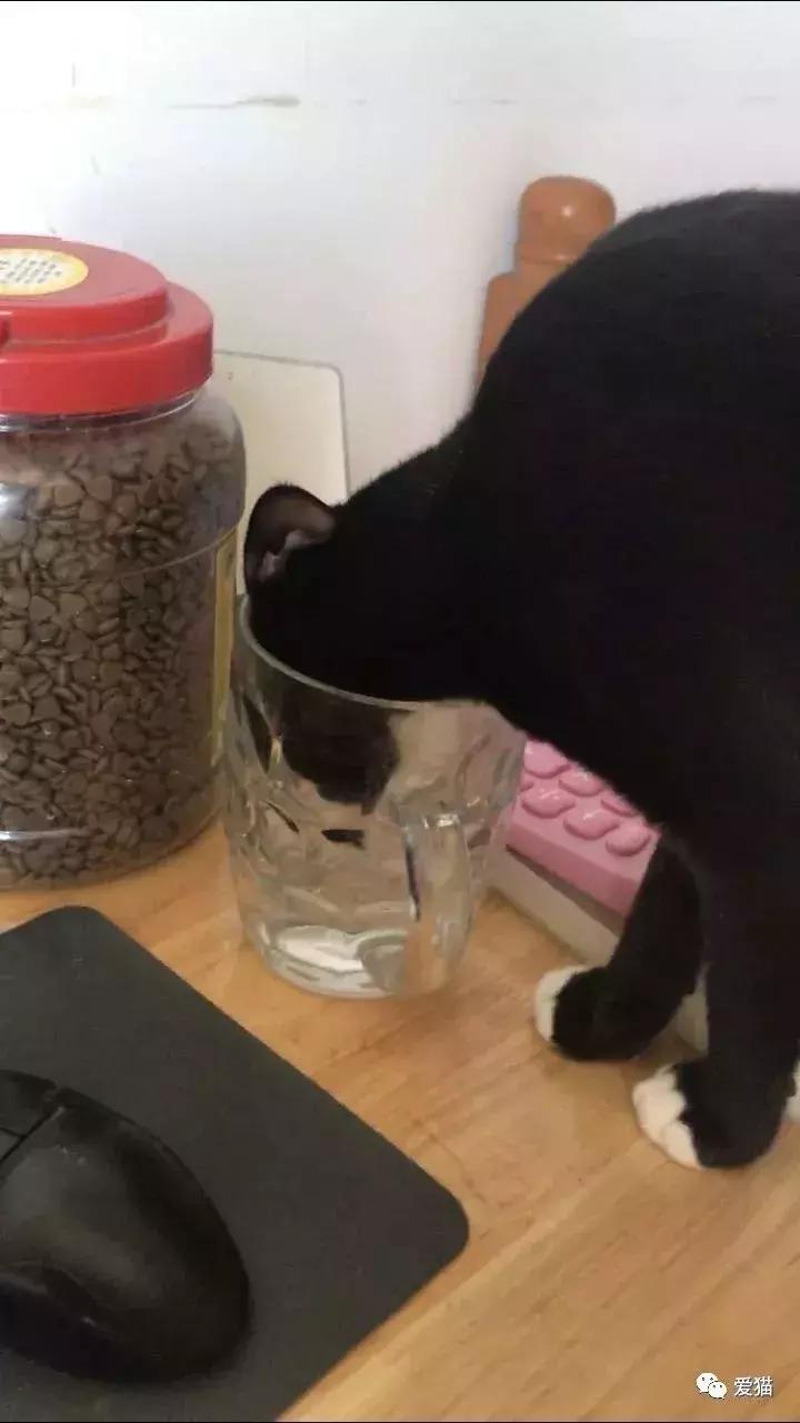 猫是否知道自己是猫,猫知自己是猫么