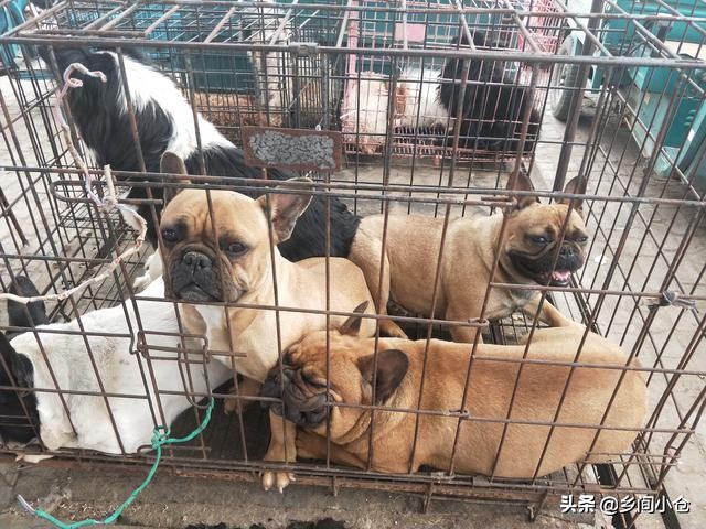 真正的狗市品种,哪里的狗市便宜品种又好种类又多