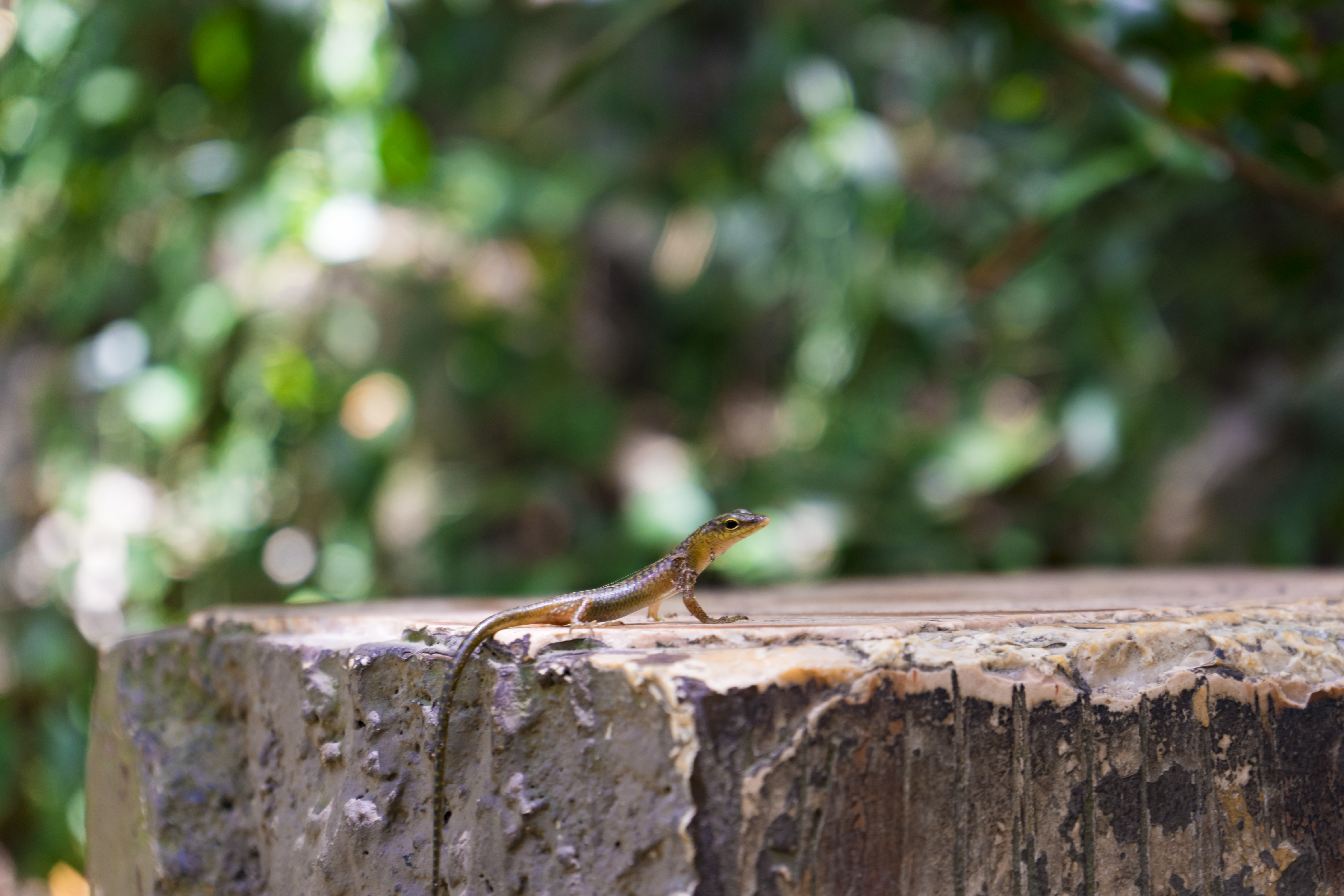 塞班蜜月旅游照,塞班岛蜜月自由行攻略