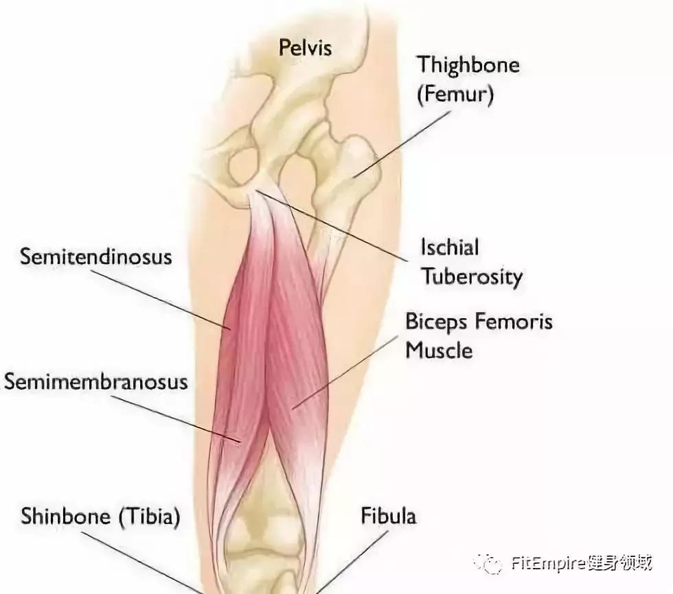 如何提高深蹲伸髋力量,深蹲和硬拉锻炼的肌肉部位图