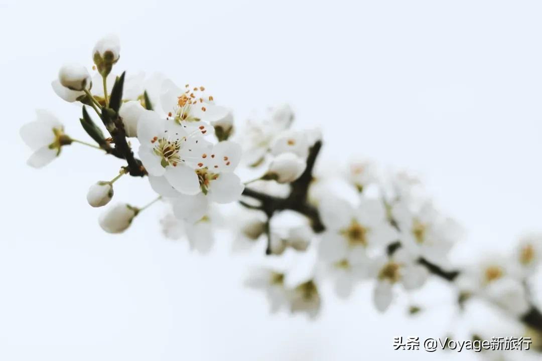 旅行民宿春天赏花,附近哪里有赏花民宿