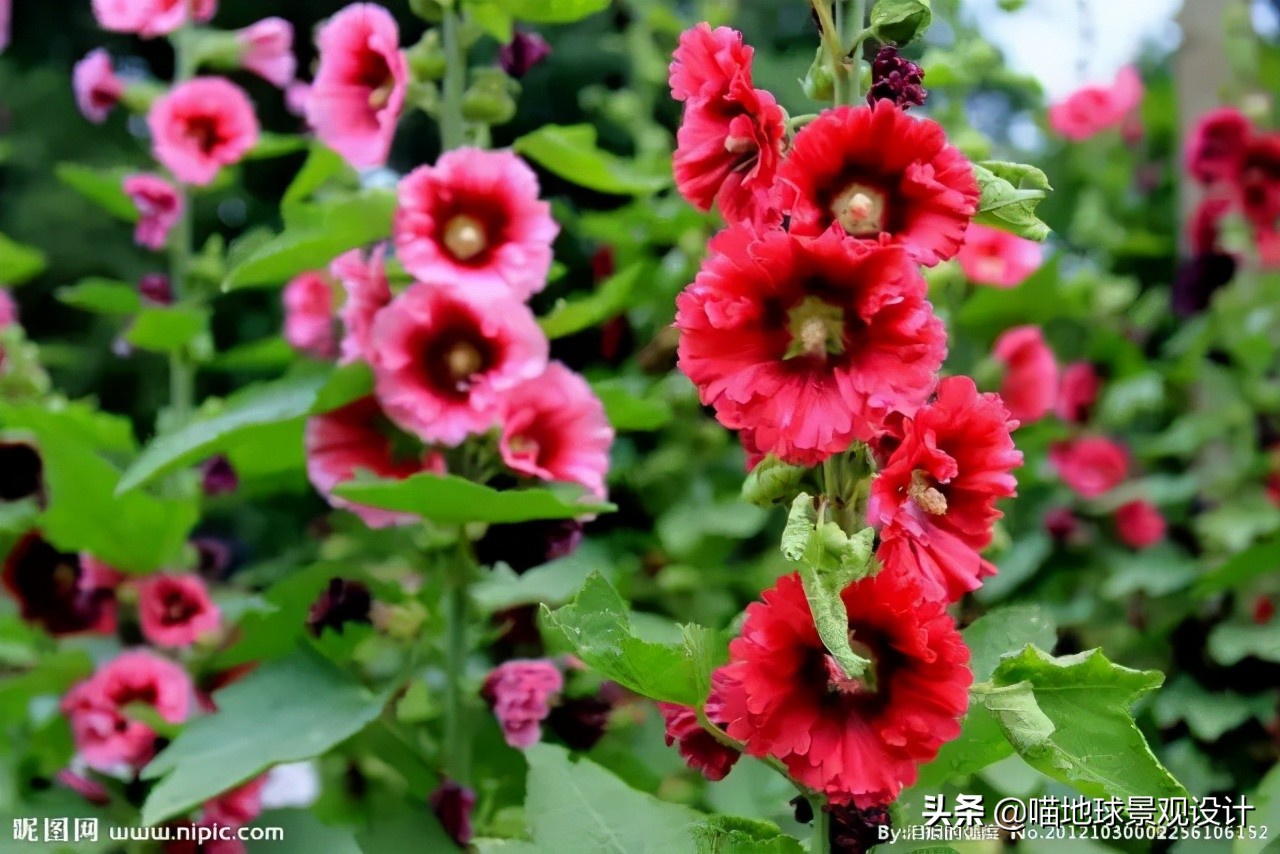 超级耐养的植物,极耐盐碱耐高温的植物