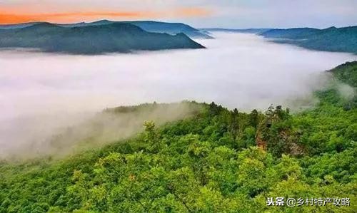 黑龙江黑蜂椴树蜜怎么样,正宗东北饶河黑蜂椴树蜜