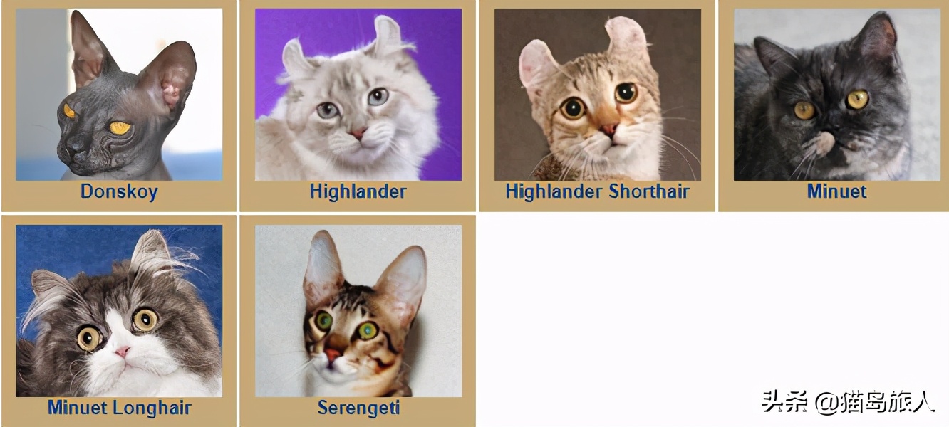猫咪分类大全,猫咪分类