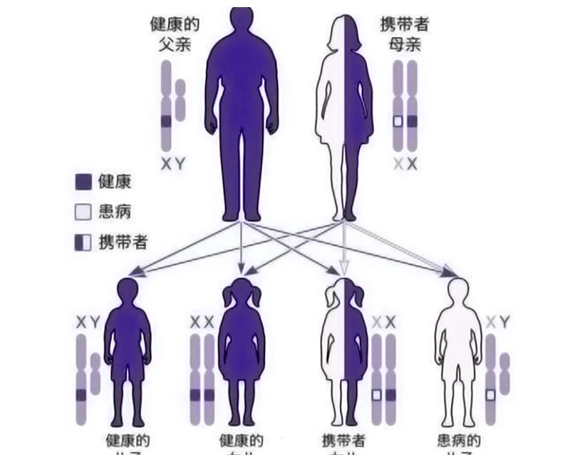 人类*亲近**不能繁殖，为什么却让狗“回交”？这不违反伦理道德吗？