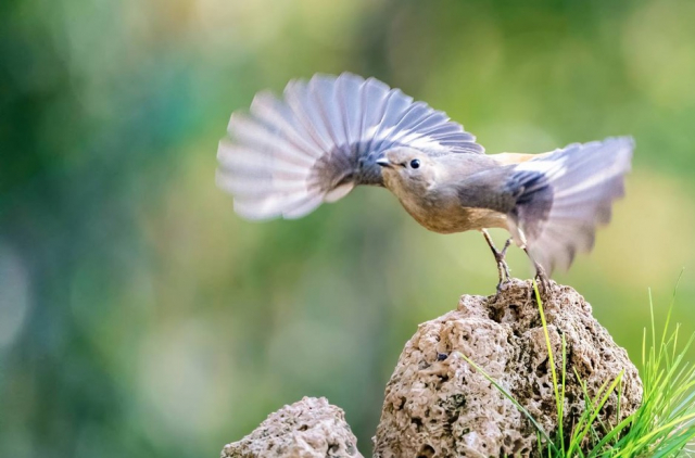 索尼alpha9ii上手初体验,索尼alpha9