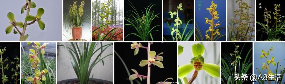 兰花蕙兰绝品传奇,每日一品茶叶