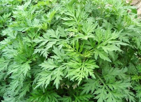 阴道炎的天敌找到了，女性常吃，治疗宫寒，远离手机冰凉