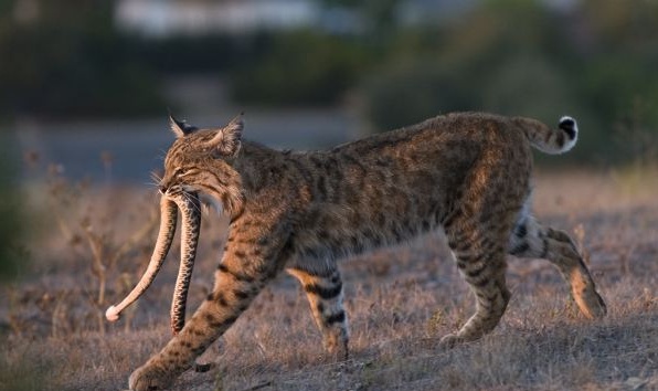 看到蛇了怎么避免被咬,夏季蛇出没被咬后如何自救请收好